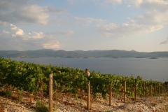 vina_deak_vinogradi_00003