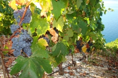 vina_deak_vinogradi_00012